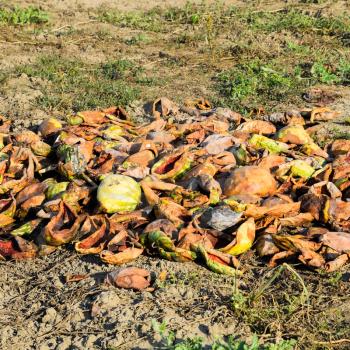 Heaps of rotting watermelons. Peel of melon. An abandoned field of watermelons and melons. Rotten watermelons. Remains of the harvest of melons. Rotting vegetables on the field