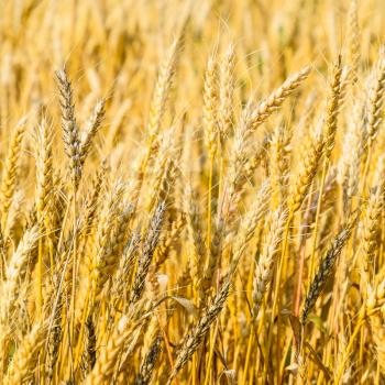 Mature wheat on the field. Spikelets of wheat. Harvest of grain