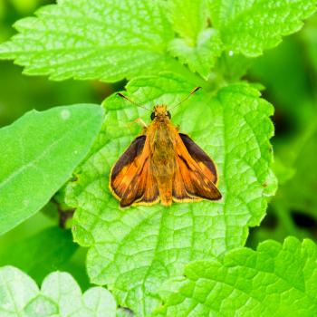 Full photo with a sharp Closeup of a Skipper Hesperiidae butterfly taken with a macro lens. Butterfly red colored sat on a green leaf. Now you can crop the photo itself