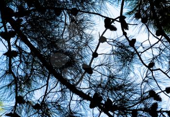 The branches of a pine with cones against the sky.