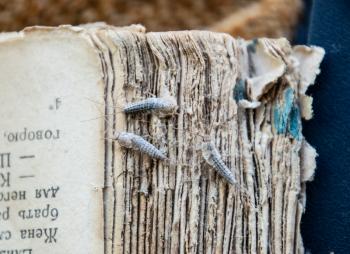 Silverfish three pieces on the torn cover of an old book. Insect feeding on paper - silverfish. Pest books and newspapers.