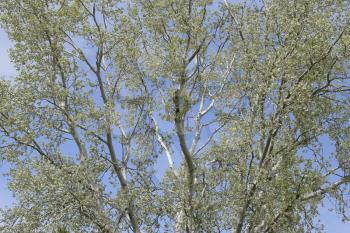 Silver poplar against the sky. Recently bloomed buds and young leaves on the branches, spring.