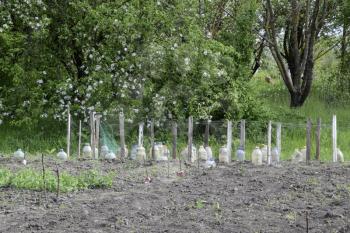 Use of plastic bottles to protect seedlings of vegetables from pests and cold. Protection from the Gryllotalpa gryllotalpa. Planting the garden