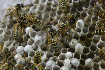 Wasps polist. The nest of a family of wasps which is taken a close-up.