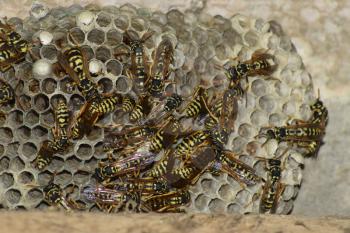 Wasps polist. The nest of a family of wasps which is taken a close-up.