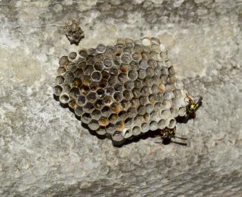 Wasps polist. The nest of a family of wasps which is taken a close-up.