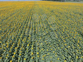 Field of sunflowers. Aerial view of agricultural fields flowering oilseed. Top view.