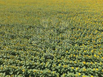 Field of sunflowers. Aerial view of agricultural fields flowering oilseed. Top view.