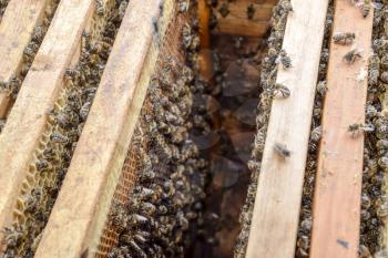 Open bee hive. Plank with honeycomb in the hive. The bees crawl along the hive. Honey bee