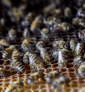 Honey bees on the home apiary. The technology breeding of honey bees.