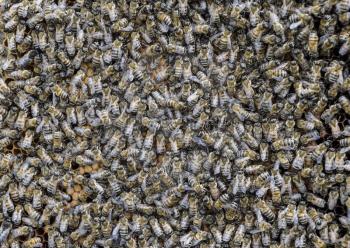 A dense cluster of swarms of bees in the nest. Working bees, drones and uterus in a swarm of bees. Honey bee. Accumulation of insects