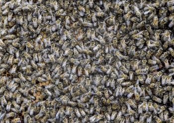 A dense cluster of swarms of bees in the nest. Working bees, drones and uterus in a swarm of bees. Honey bee. Accumulation of insects