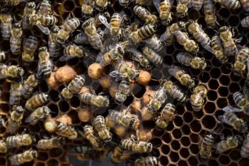 Honey bees on the home apiary. The technology breeding of honey bees.