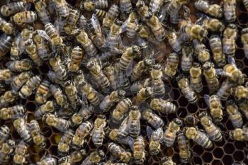 Honey bees on the home apiary. The technology breeding of honey bees.