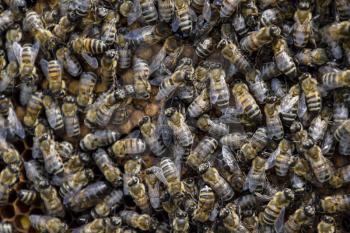 A dense cluster of swarms of bees in the nest. Working bees, drones and uterus in a swarm of bees. Honey bee. Accumulation of insects