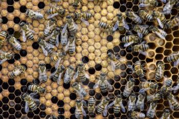 Honey bees on the home apiary. The technology breeding of honey bees.