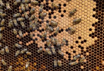 Honey bees on the home apiary. The technology breeding of honey bees.