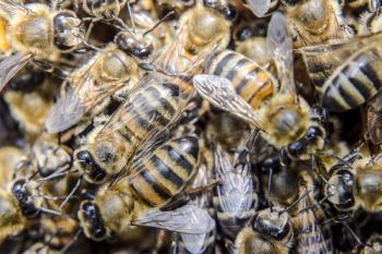 Macro photograph of bees. Dance of the honey bee. Bees in a bee hive on honeycombs. Honey bees on the home apiary. The technology breeding of honey bees.