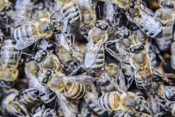 Macro photograph of bees. Dance of the honey bee. Bees in a bee hive on honeycombs. Honey bees on the home apiary. The technology breeding of honey bees.