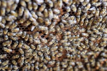 A dense cluster of swarms of bees in the nest. Working bees, drones and uterus in a swarm of bees. Honey bee. Accumulation of insects