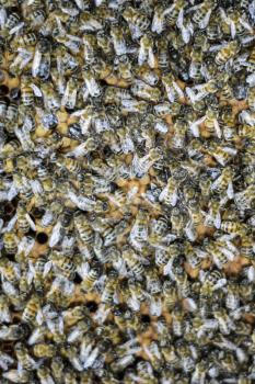 A dense cluster of swarms of bees in the nest. Working bees, drones and uterus in a swarm of bees. Honey bee. Accumulation of insects
