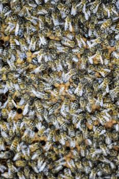 A dense cluster of swarms of bees in the nest. Working bees, drones and uterus in a swarm of bees. Honey bee. Accumulation of insects