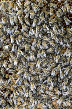 A dense cluster of swarms of bees in the nest. Working bees, drones and uterus in a swarm of bees. Honey bee. Accumulation of insects