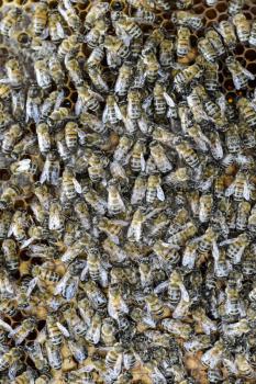 A dense cluster of swarms of bees in the nest. Working bees, drones and uterus in a swarm of bees. Honey bee. Accumulation of insects