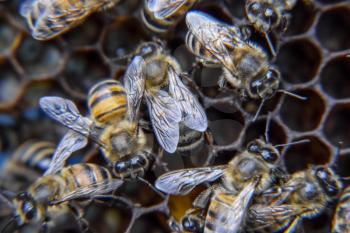 Macro photograph of bees. Dance of the honey bee. Bees in a bee hive on honeycombs. Honey bees on the home apiary. The technology breeding of honey bees.