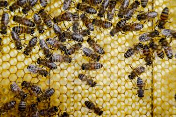 Roy bees on wax combs. Bee honeycomb, Plank with honeycomb from the hive. Honey bee. Honey bees on the home apiary. The technology breeding of honey bees.