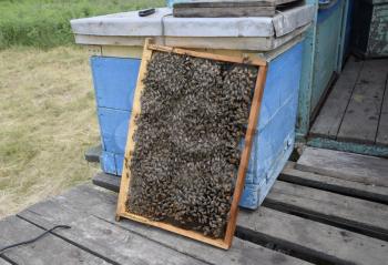 Roy bees on wax combs. Bee honeycomb, Plank with honeycomb from the hive. Honey bee. Honey bees on the home apiary. The technology breeding of honey bees.