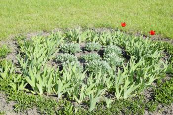 Flower bed with irises, tulips. Green flowerbed