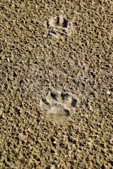 A dog's track in the sand. A dog was walking along the seashore and left traces in the sand