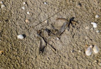 Dead fish on the beach. The fish on the sand died and dried up.