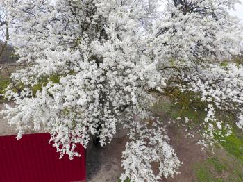 Blooming cherry plum. White flowers of plum trees on the branches of a tree. Spring garden