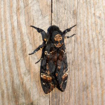 Dead head. The large massive butterfly belonging to family of brazhnik. Night insect.