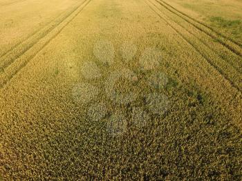 Ripening wheat. Green unripe wheat is a top view. Wheat field.