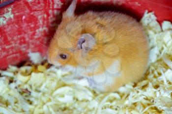 Hamster home in keeping in captivity. Hamster in sawdust. Red hamster.