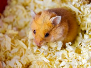 Hamster home in keeping in captivity. Hamster in sawdust. Red hamster.