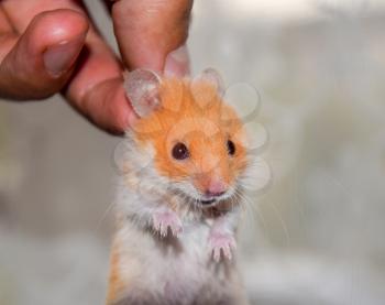 Hamster in hand. Hamster hold the scruff. Hamster held with fingers.