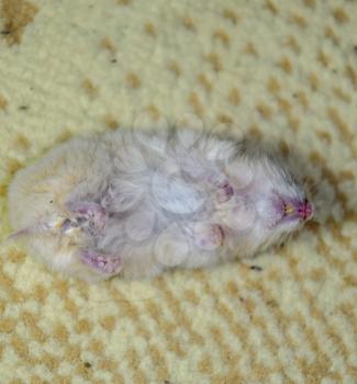 Dead hamster lying on the carpet. The dead home rodent hamster.