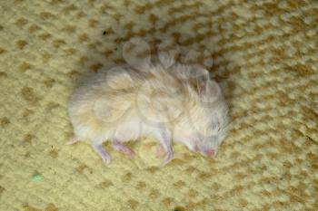 Dead hamster lying on the carpet. The dead home rodent hamster.