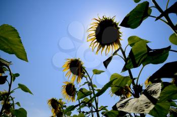 A view from below on blooming sunflowers. Sunflower field