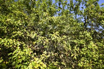 Wild apple tree. Branches with apples in the forest