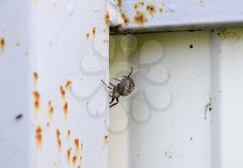 female spider of the crosspiece weaves the net. Spider on the fence