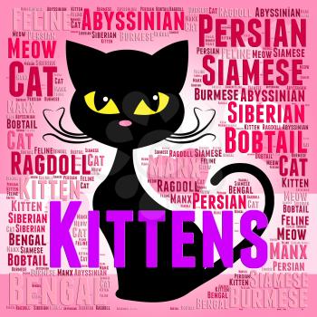 Kittens Words Showing Domestic Cat And Pet