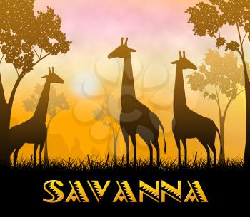 Savanna Safari Giraffes Showing Wildlife Reserve 3d Illustration