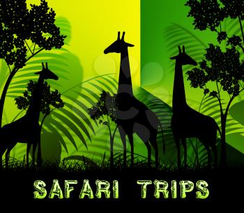 Safari Trips Giraffes Means Wildlife Reserve 3d Illustration
