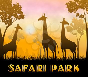 Safari Park Giraffes Shows Wildlife Reserve 3d Illustration