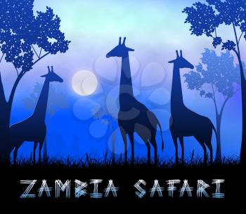Zambia Safari Giraffes Showing Wildlife Reserve 3d Illustration